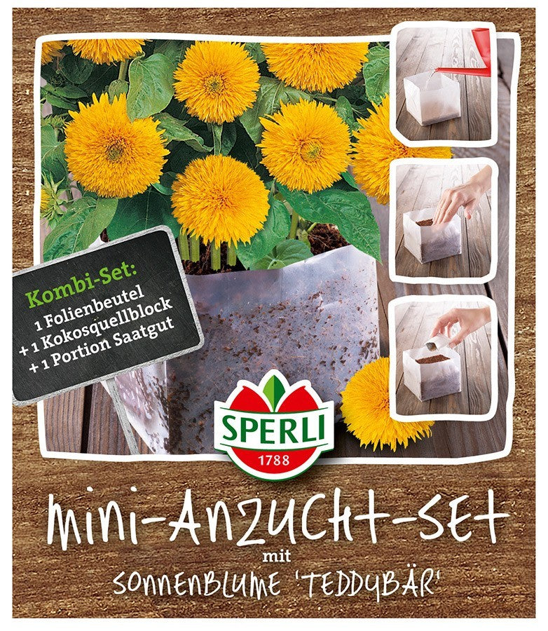 Sonnenblume Teddybär Mini-Anzuchtset