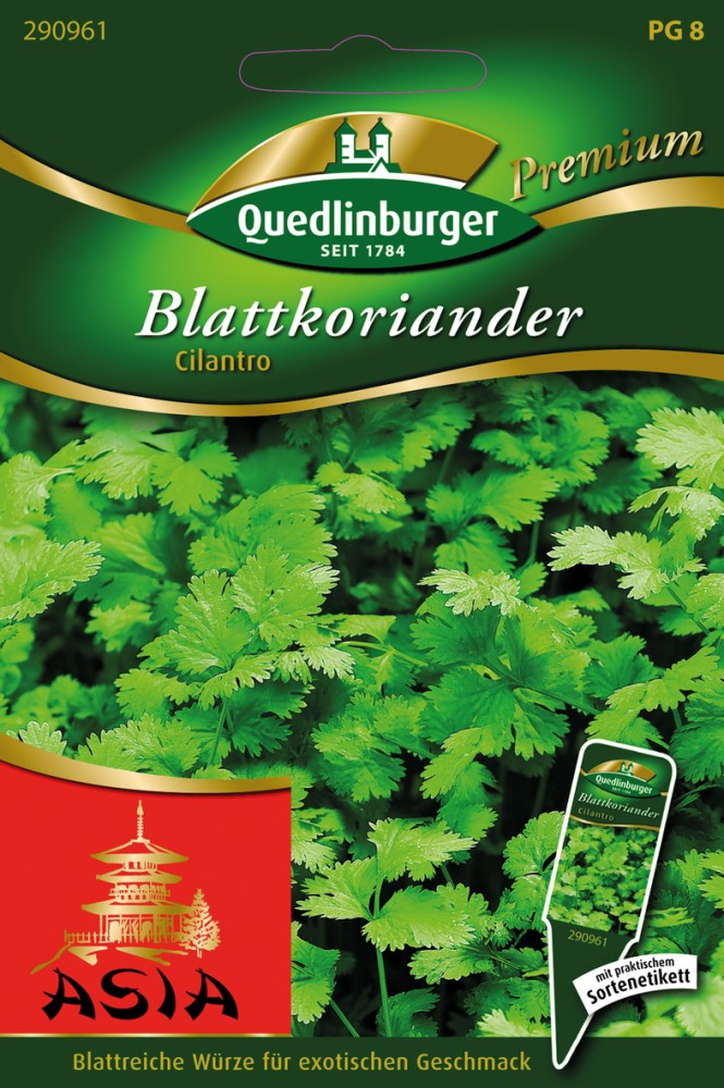 Blattkoriander Cilantro