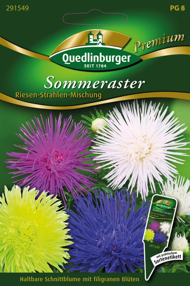 Sommerastern Riesen Strahlen