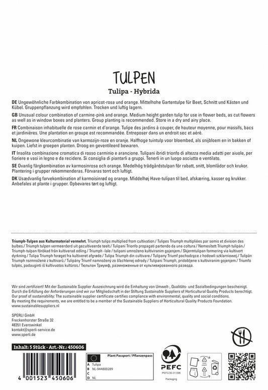 Tulpe Jimmy (5 Stück)