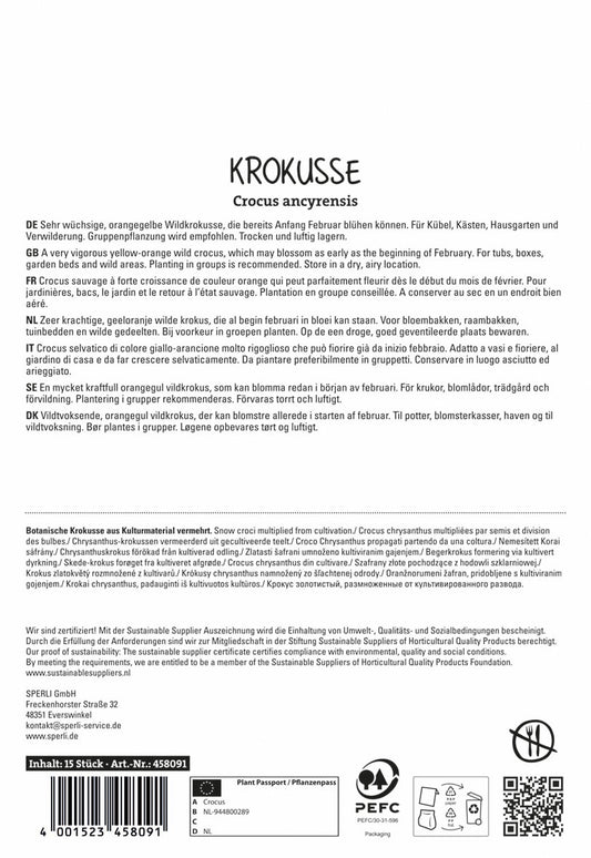 Krokus Golden Bunch (15 Stück)