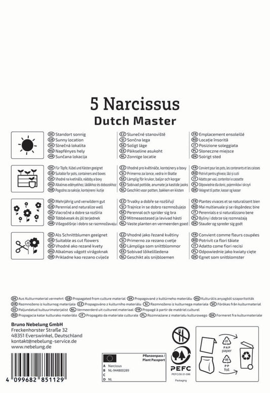 Trompeten-Narzisse Dutch Master (5 Stück)