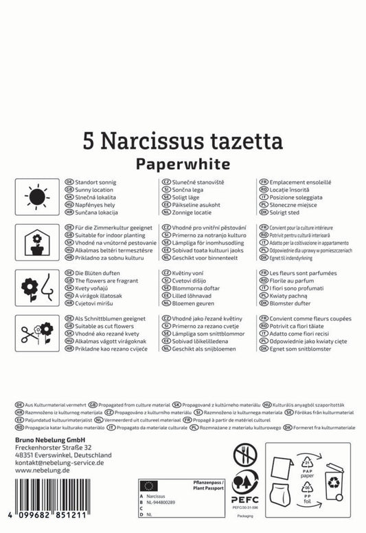 Zimmer-Narzisse Paperwhite (5 Stück)