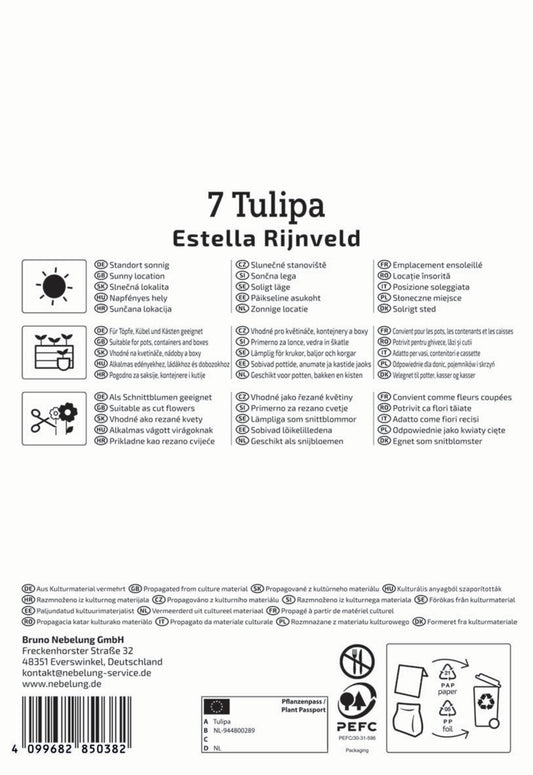 Papagei-Tulpe Estella Rijnveld (7 Stück)