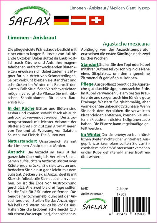 Limonen-Aniskraut