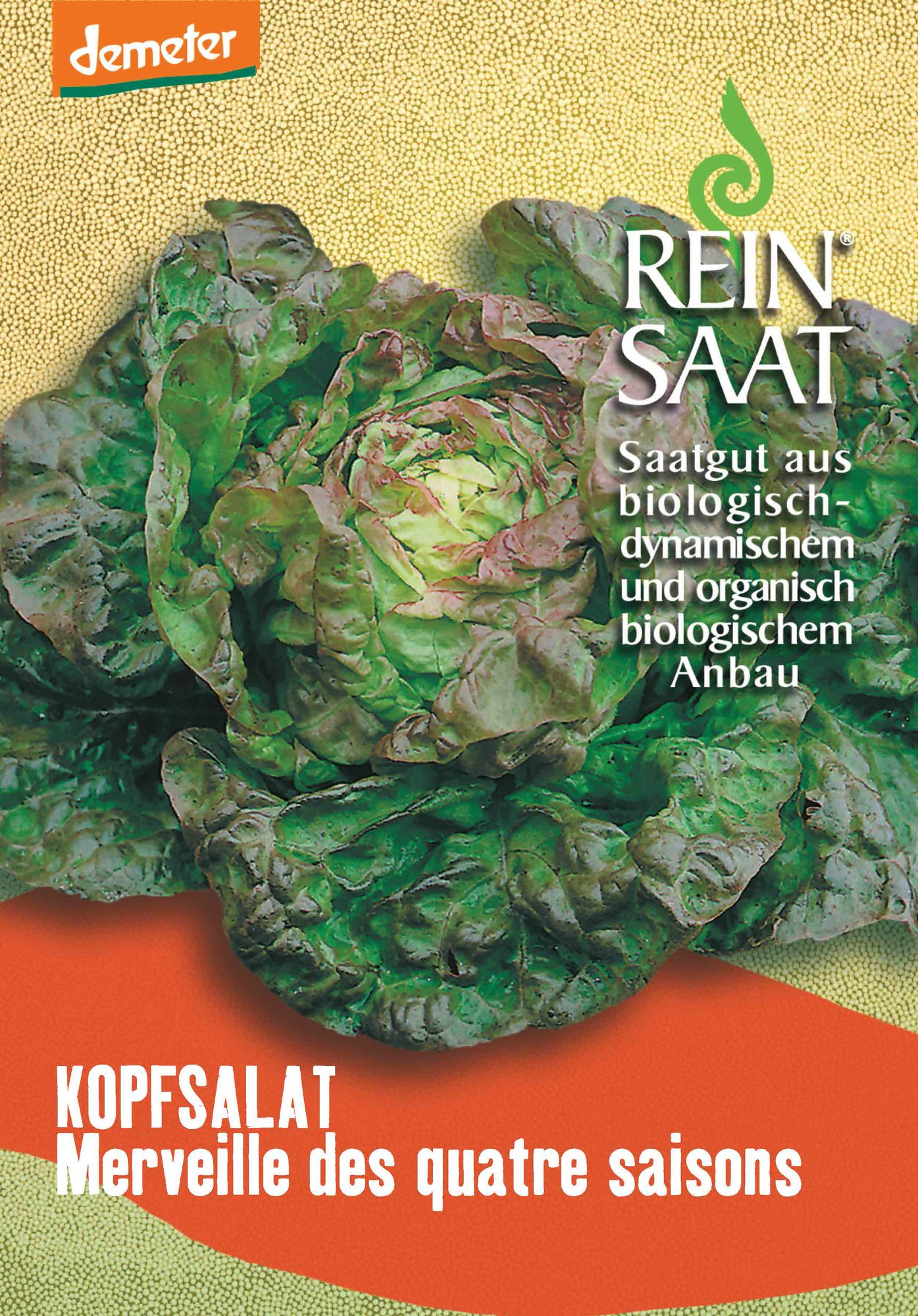 BIO Kopfsalat Merveille Des Quatre Sais.