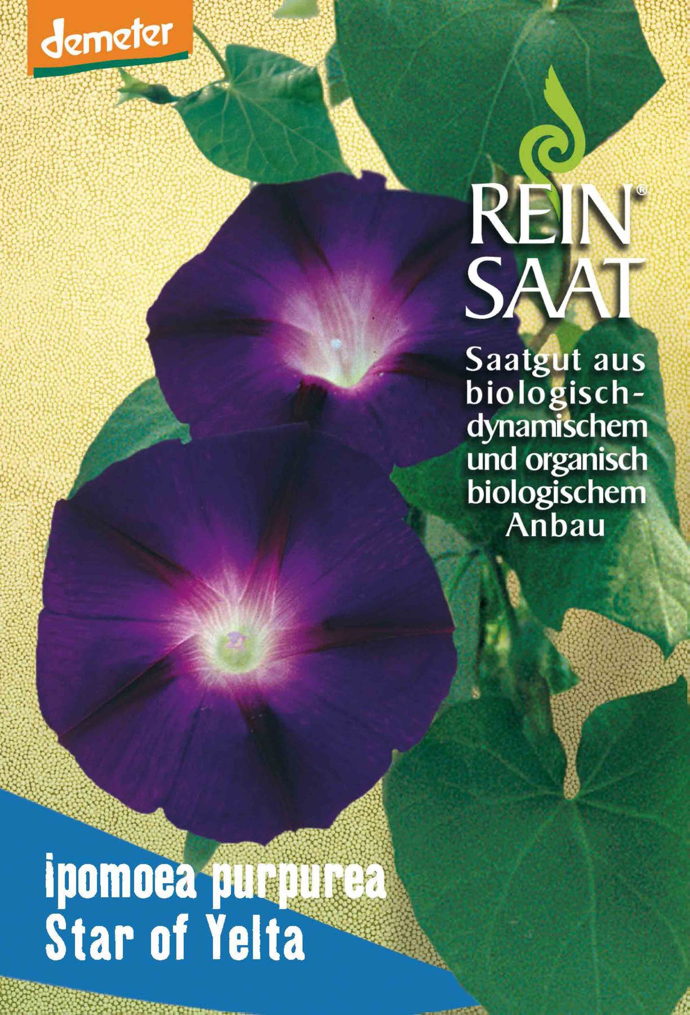 BIO Ipomoea Purpurea Star Of Yelta