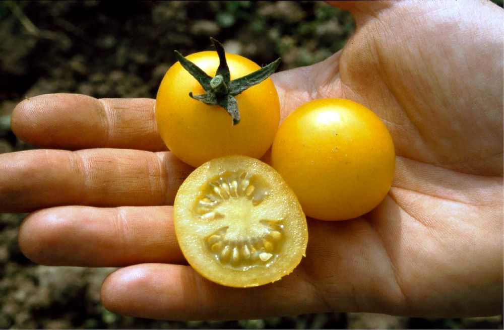 BIO Cocktailtomate Cerise Gelb