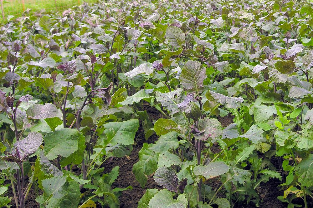 BIO Abessinischerer Kohl Carina