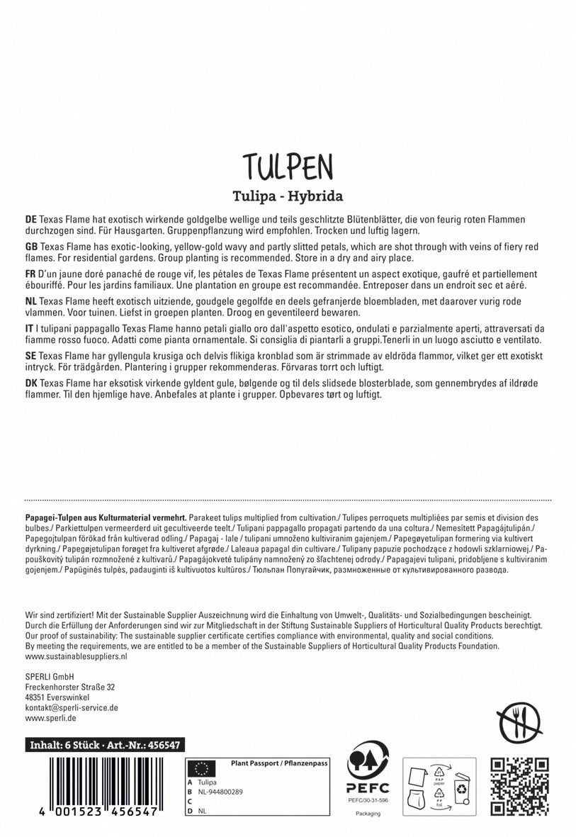 Tulpe Texas Flame (6 Stück)