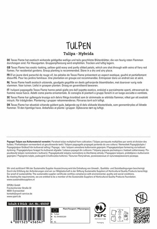 Tulpe Texas Flame (6 Stück)