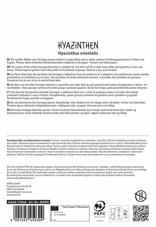 Hyazinthe Carnegie (3 Stück)