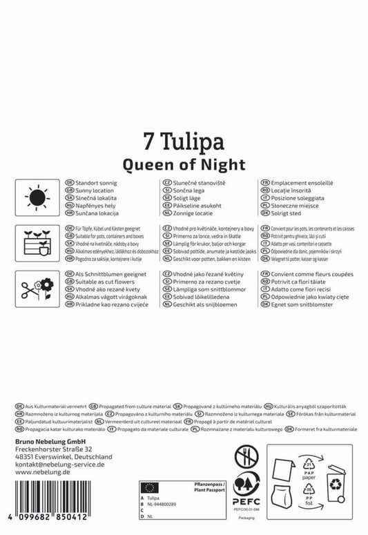 Einfache Späte Tulpe Queen Of Night (7 Stück)