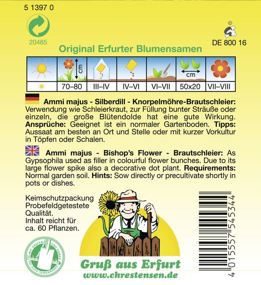Silberdill Brautschleier Knorpelmöhre