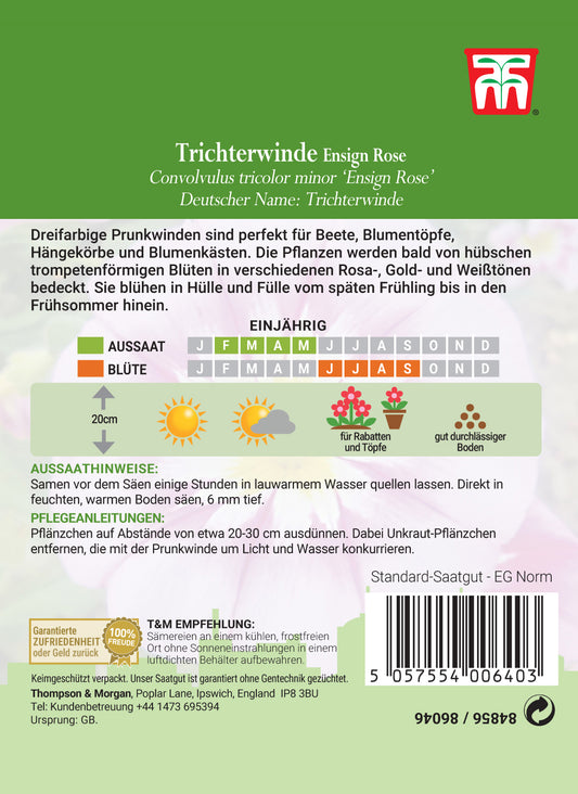 Trichterwinde Ensign Rose