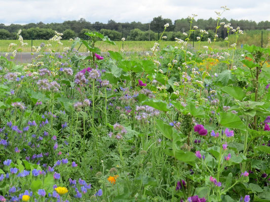 Blumenwiese Honigblumenwiese OFA Mehrjährig (100 G)
