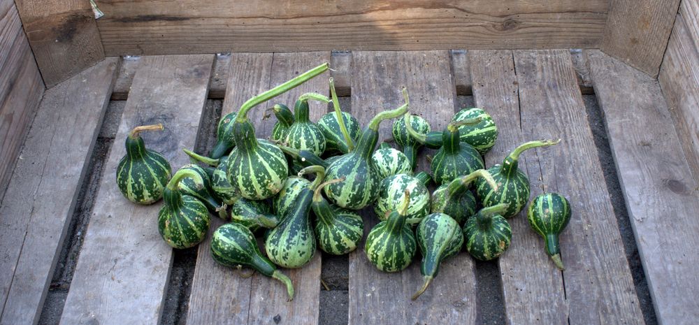 Zierkürbis Dancing Or Spinning Gourd