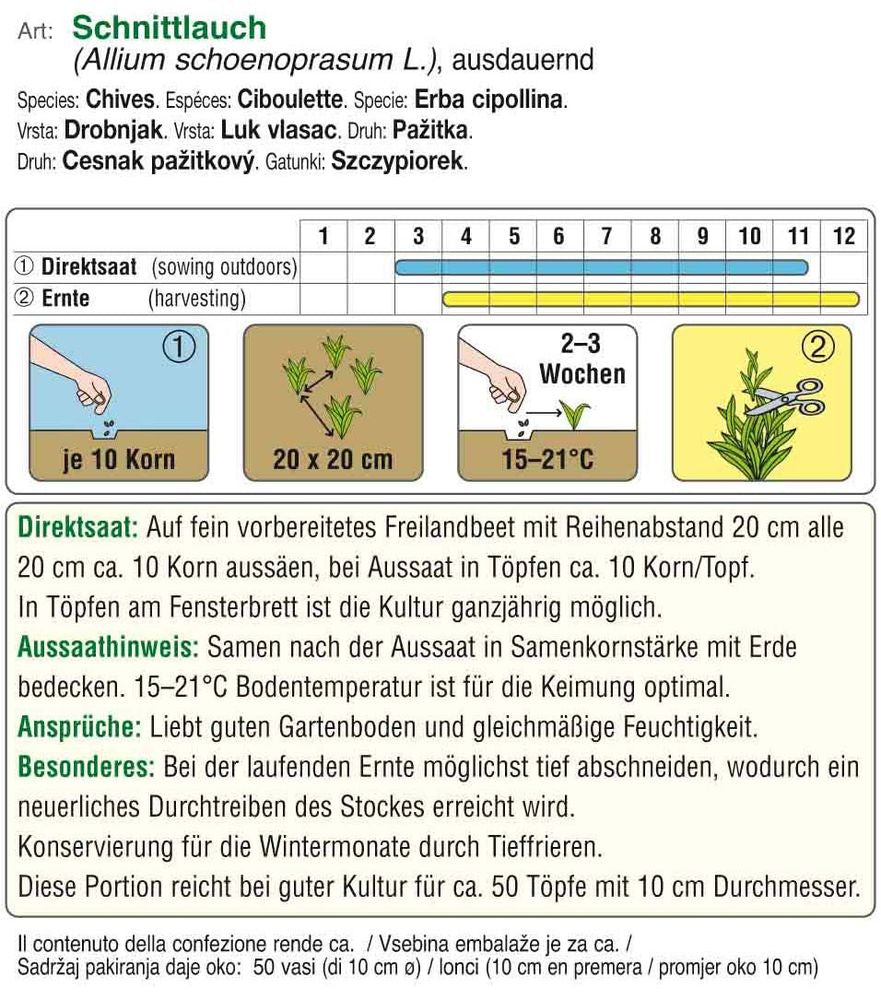 Schnittlauch Mittelgrobröhrig
