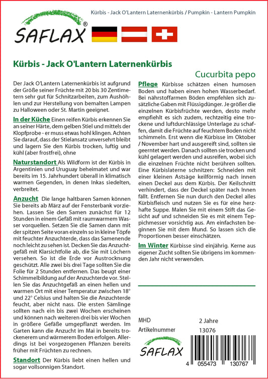 Laternenkürbis