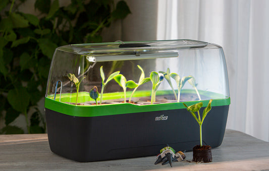 BoQube Gewächshaus & Pflanzkasten L Plus LED Anthrazit-grün