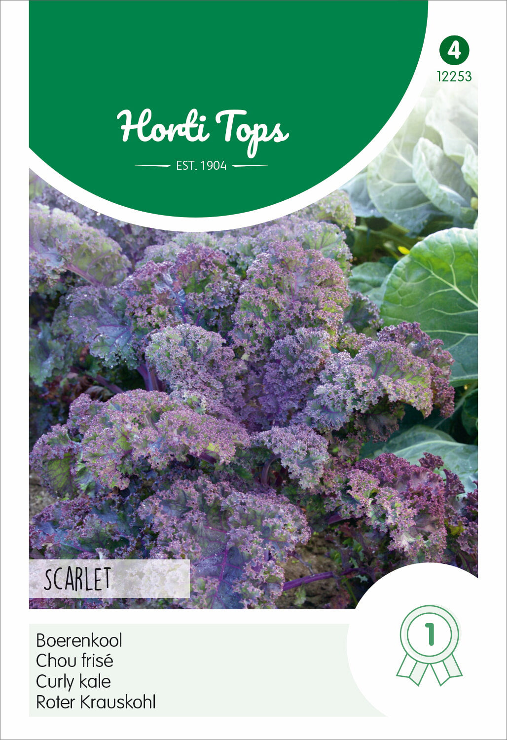 Roter Krauskohl Scarlet Lila