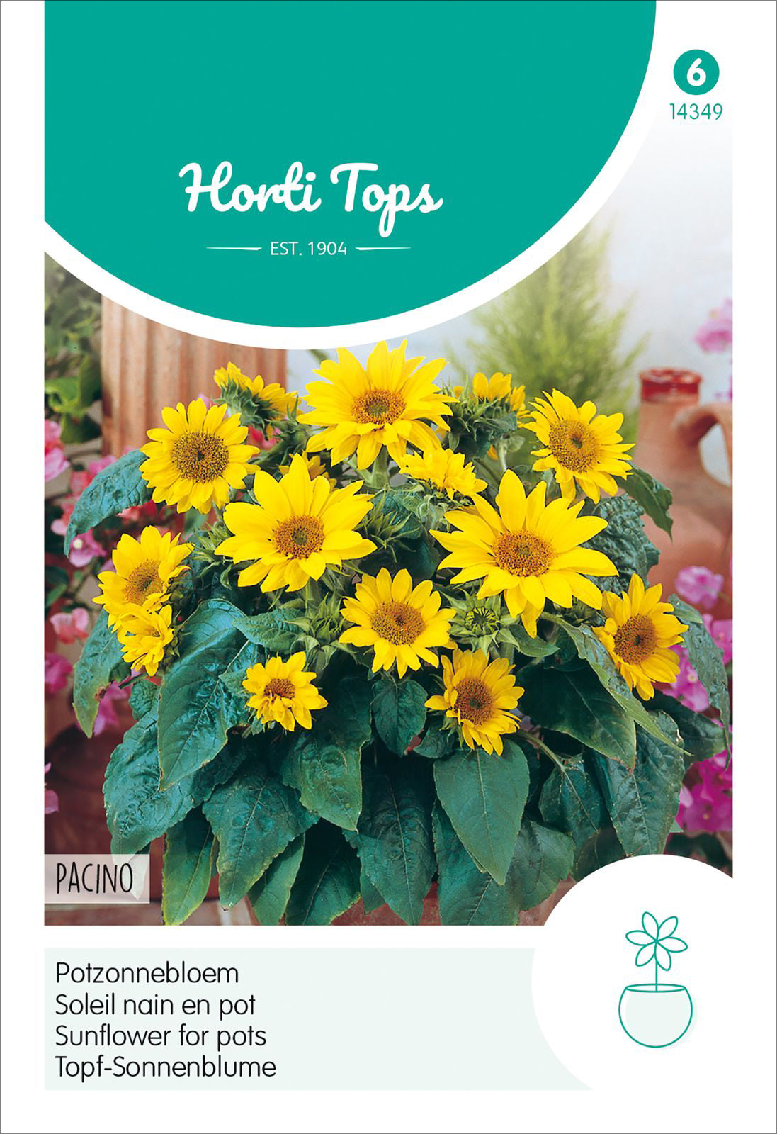 Topf-Sonnenblume Pacino