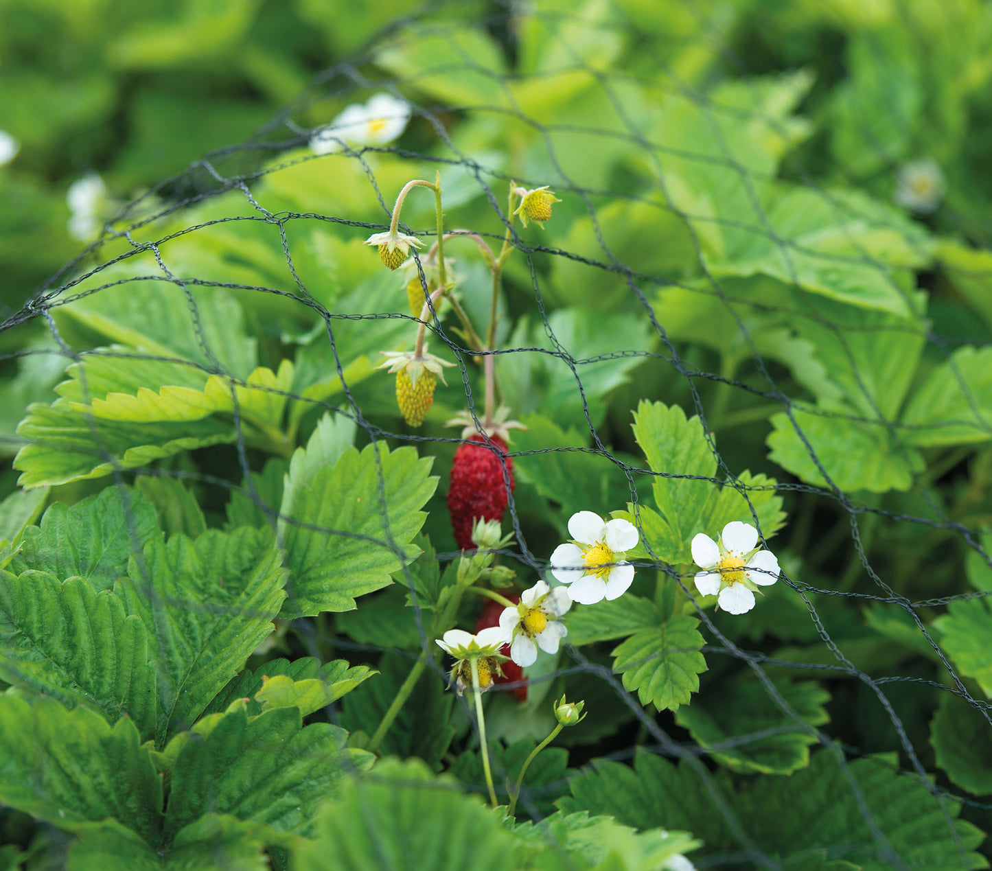 Gartennetz (3 X 5 M)