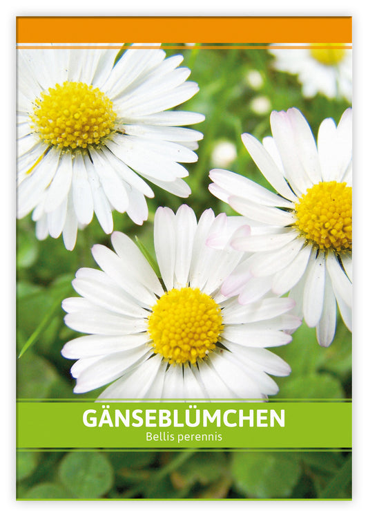 Gänseblümchen Für Werbezwecke (100 Tütchen)