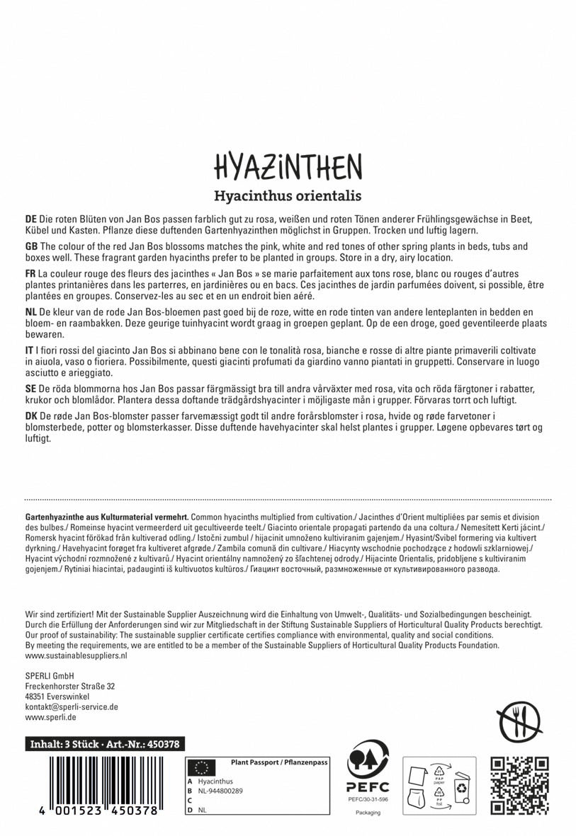 Hyazinthe Jan Bos (3 Stück)