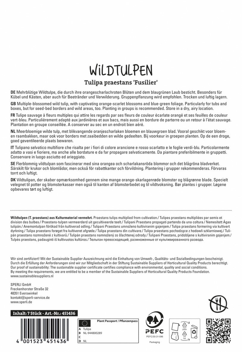 Wildtulpe Fuselier (7 Stück)