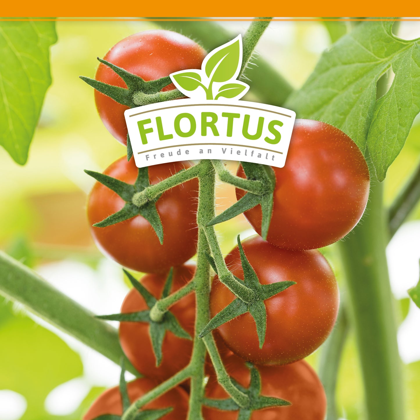 Kirschtomate Zuckertraube