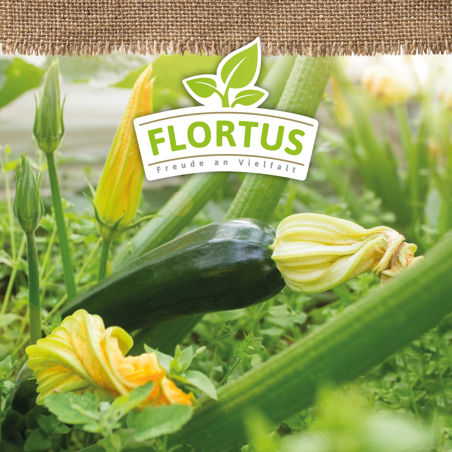 BIO Zucchini Black Beauty