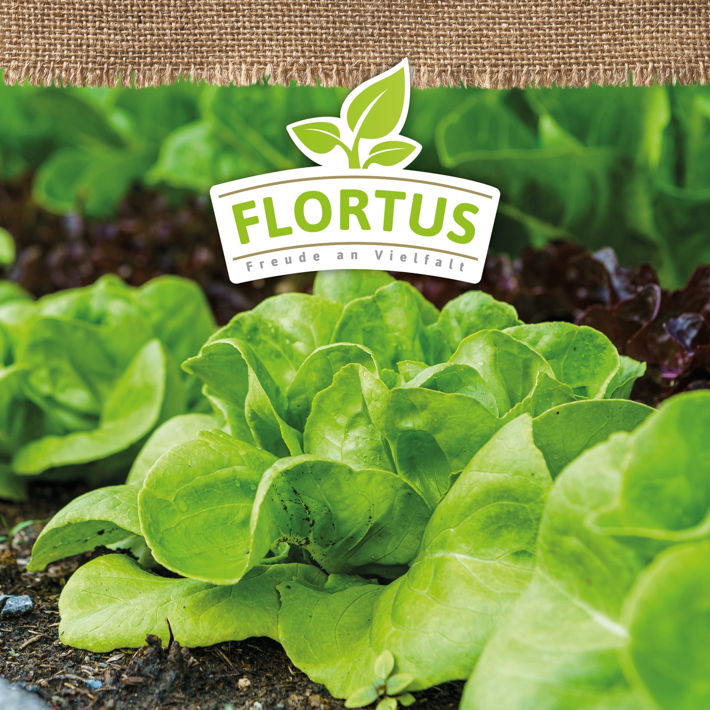 BIO Kopfsalat Attractie