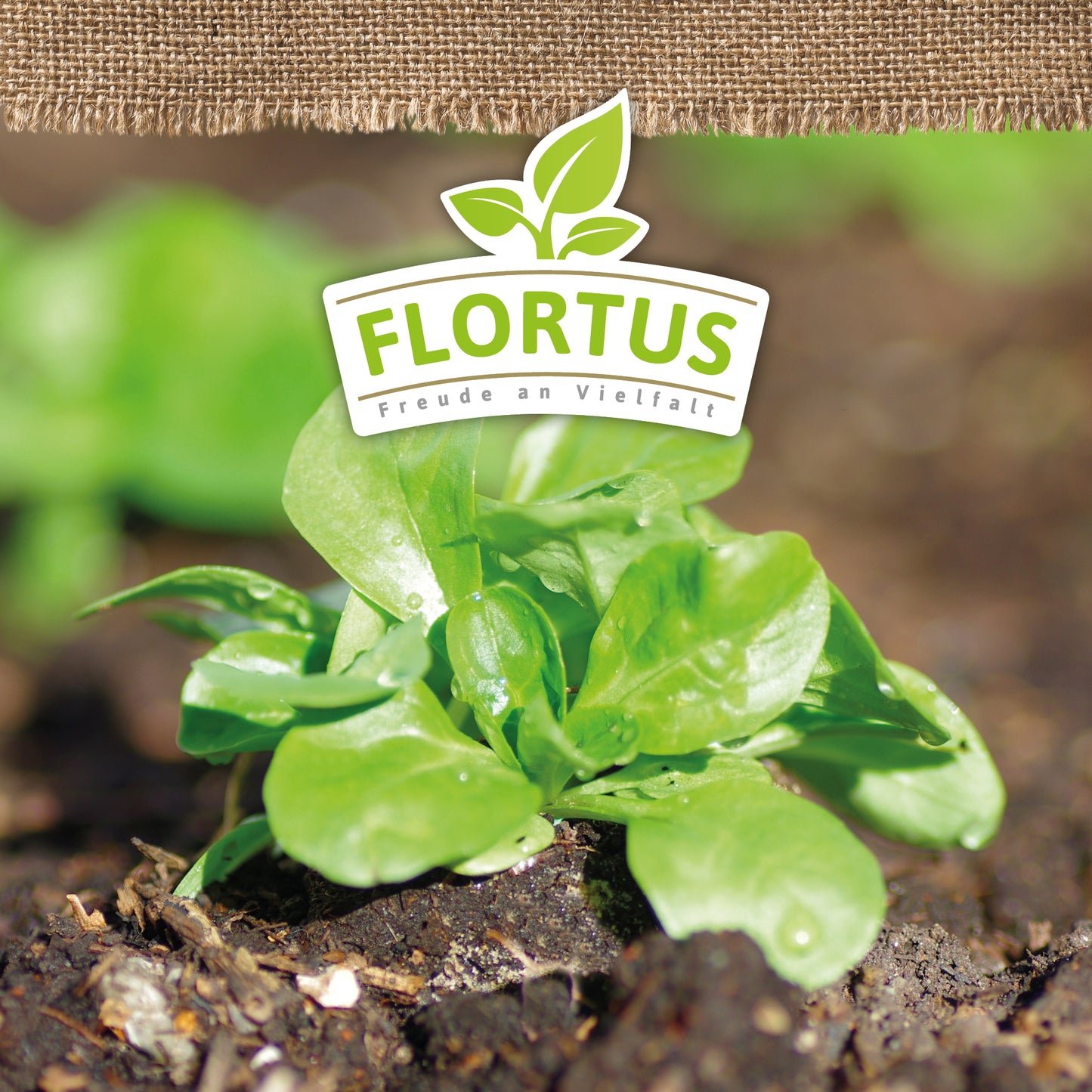 BIO Feldsalat Verte De Cambrai