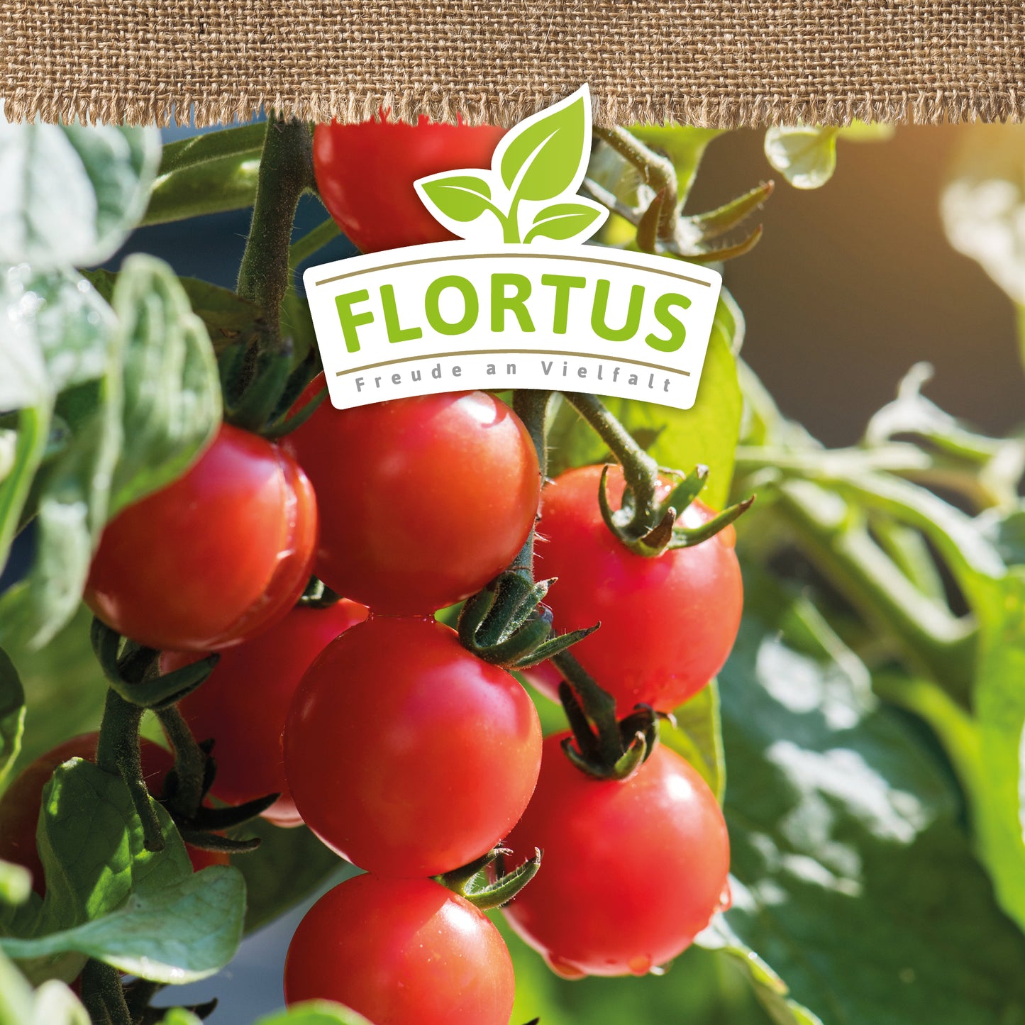 BIO Kirschtomate Zuckertraube