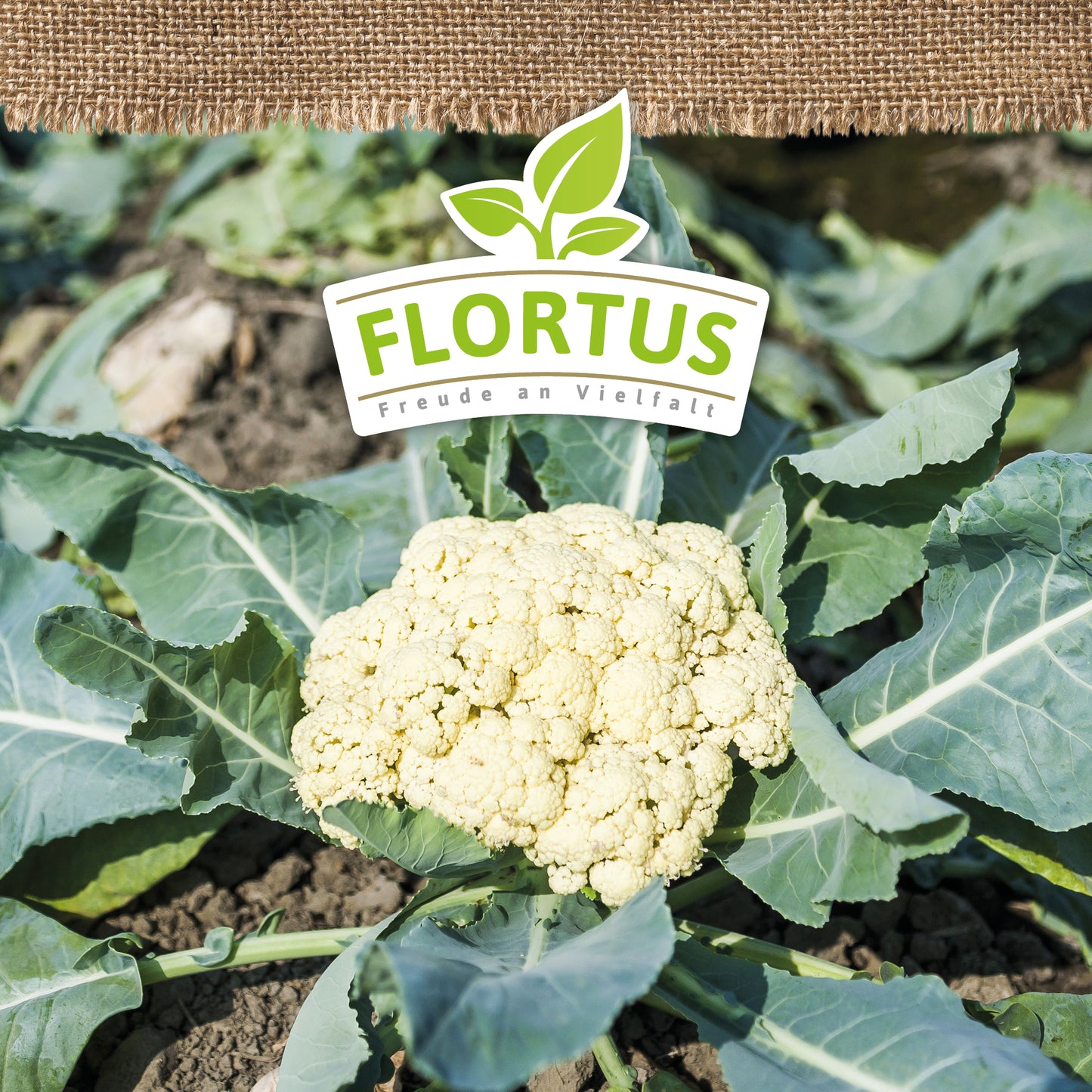 BIO Blumenkohl Alpha 7