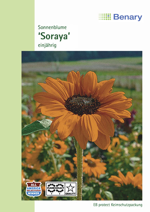 Sonnenblume Soraya