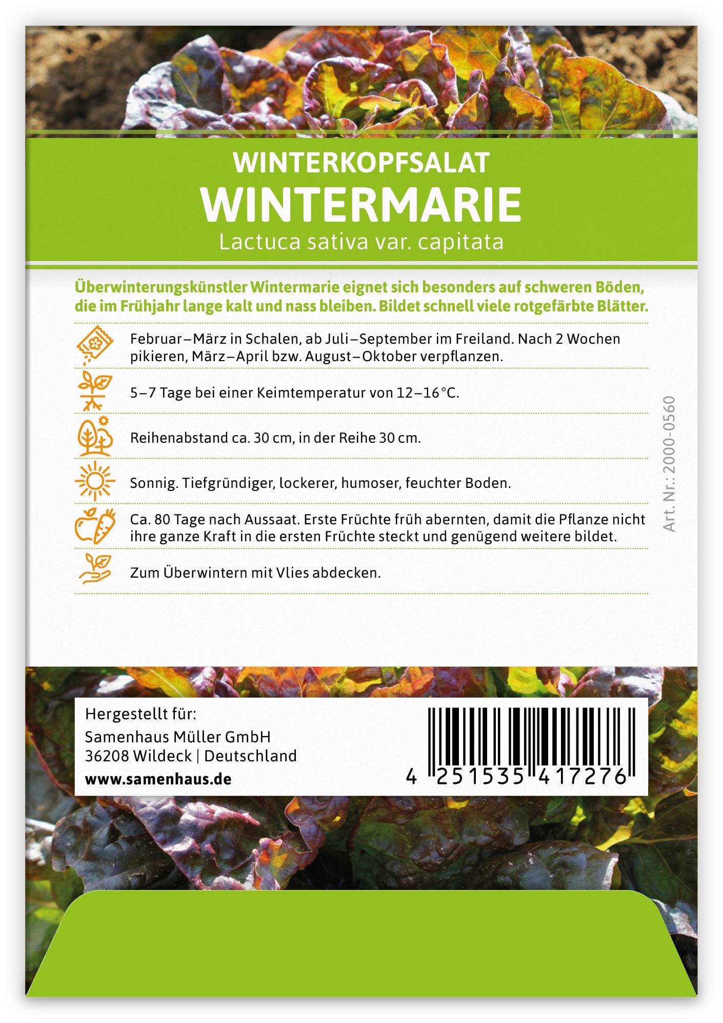 Winterkopfsalat Wintermarie (100 Tütchen)