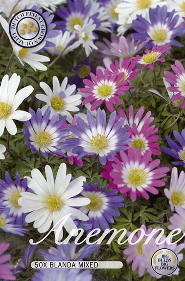 Anemone Mix (50 Stück)
