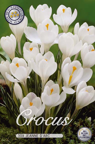 Krokus Jeanne D'arc (30 Stück)