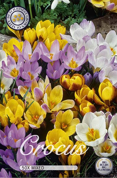 Krokus Botanical Mix (50 Stück)