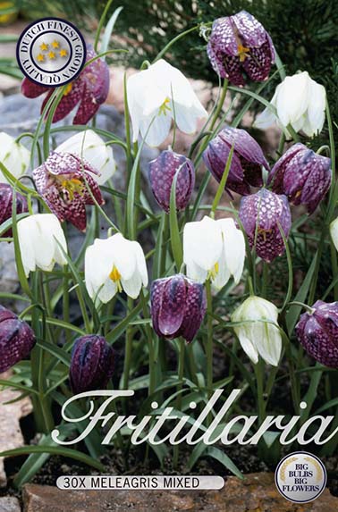 Fritillaria Meleagris Mix (30 Stück)