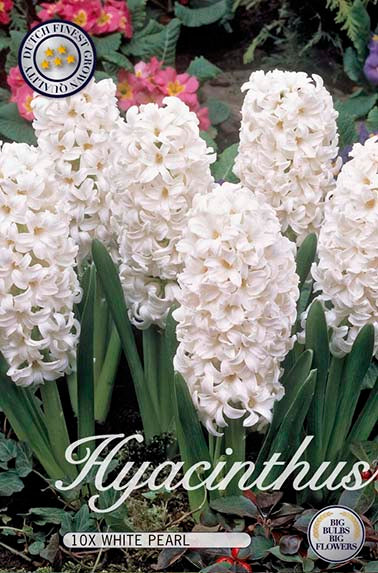 Hyazinthe White Pearl (10 Stück)