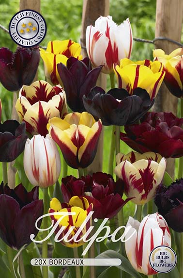 Tulpe Bordeaux (20 Stück)