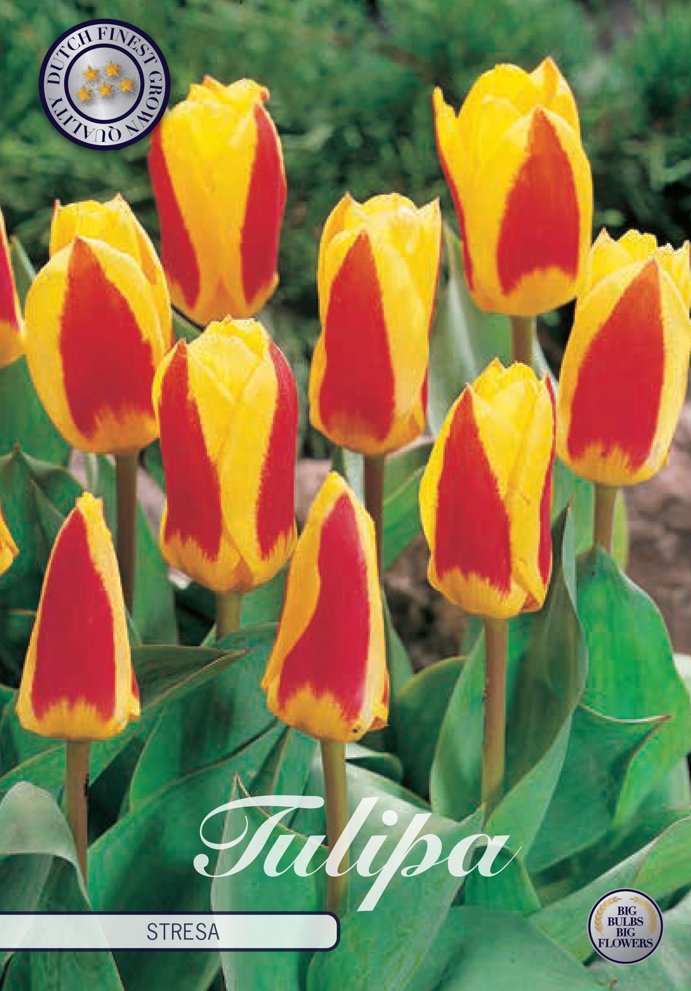 Tulpe Stresa (15 Stück)