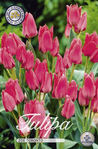 Tulpe Toronto (20 Stück)