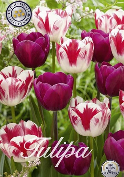 Tulpe Colour Circus (15 Stück)