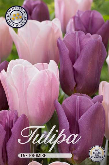 Tulpe Promise (15 Stück)