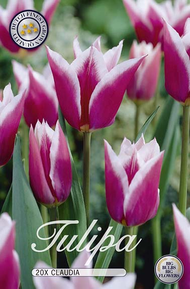 Tulpe Claudia (20 Stück)