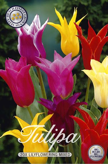 Tulpe Lilyflowering Mix (20 Stück)